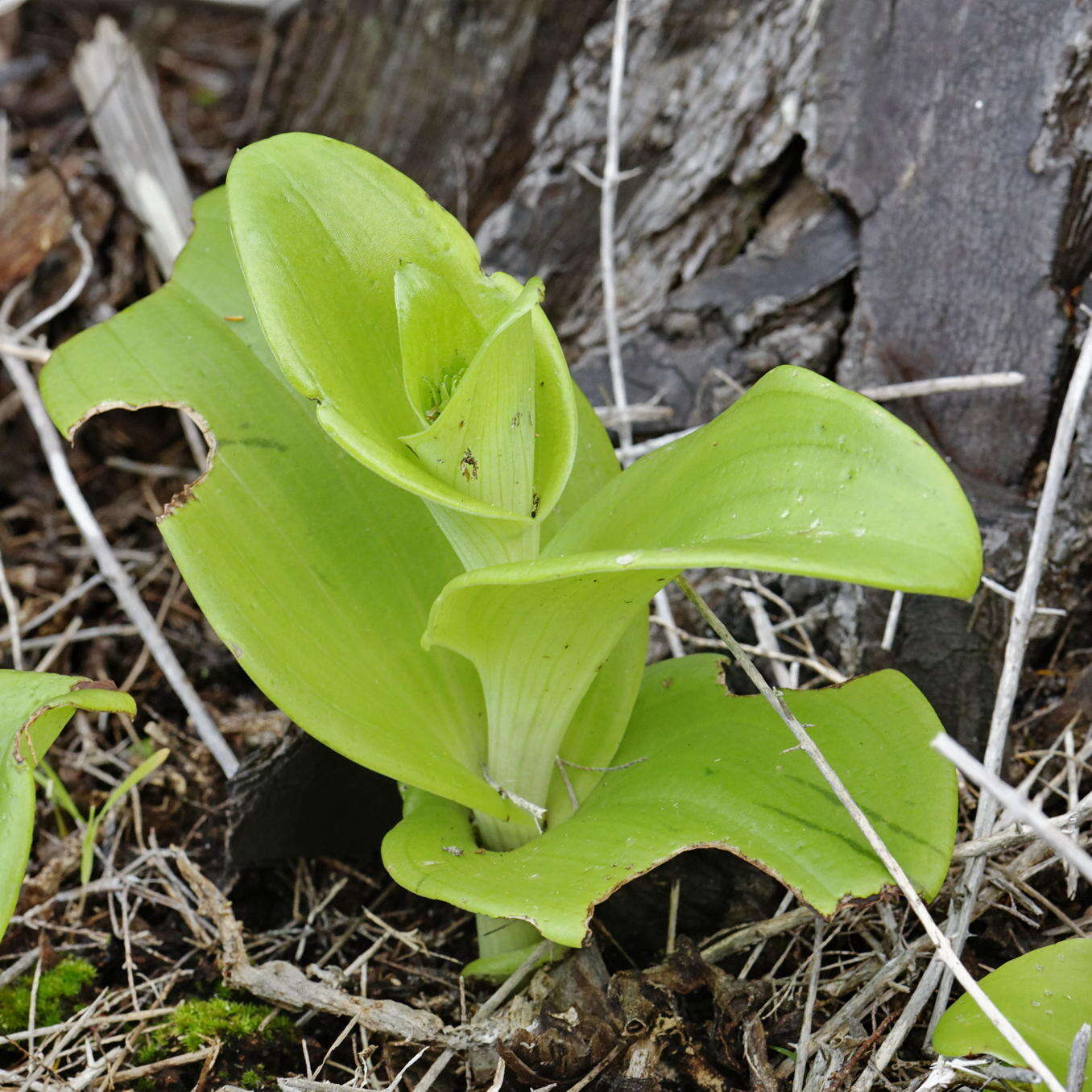 Image de Satyrium odorum Sond.