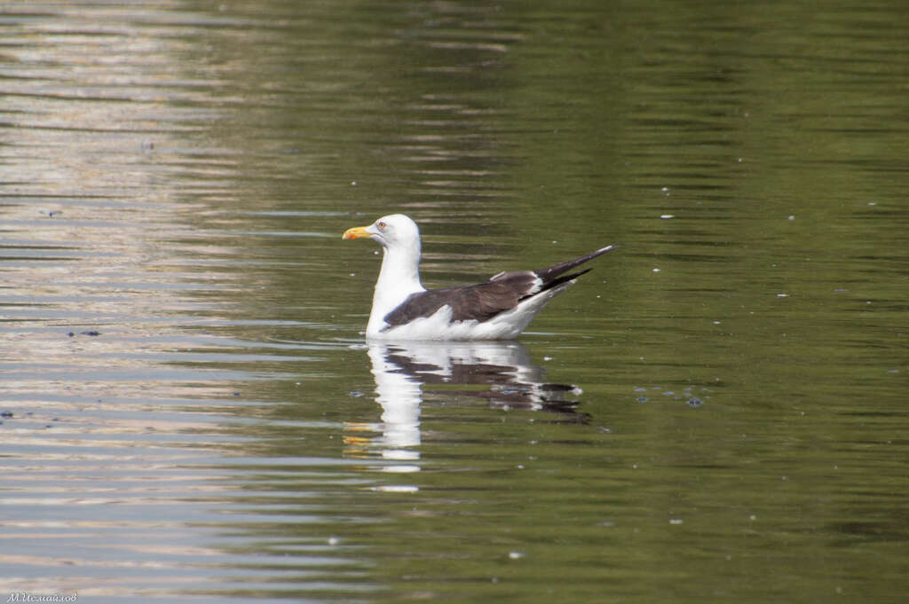 Image of lesser black-backed gull