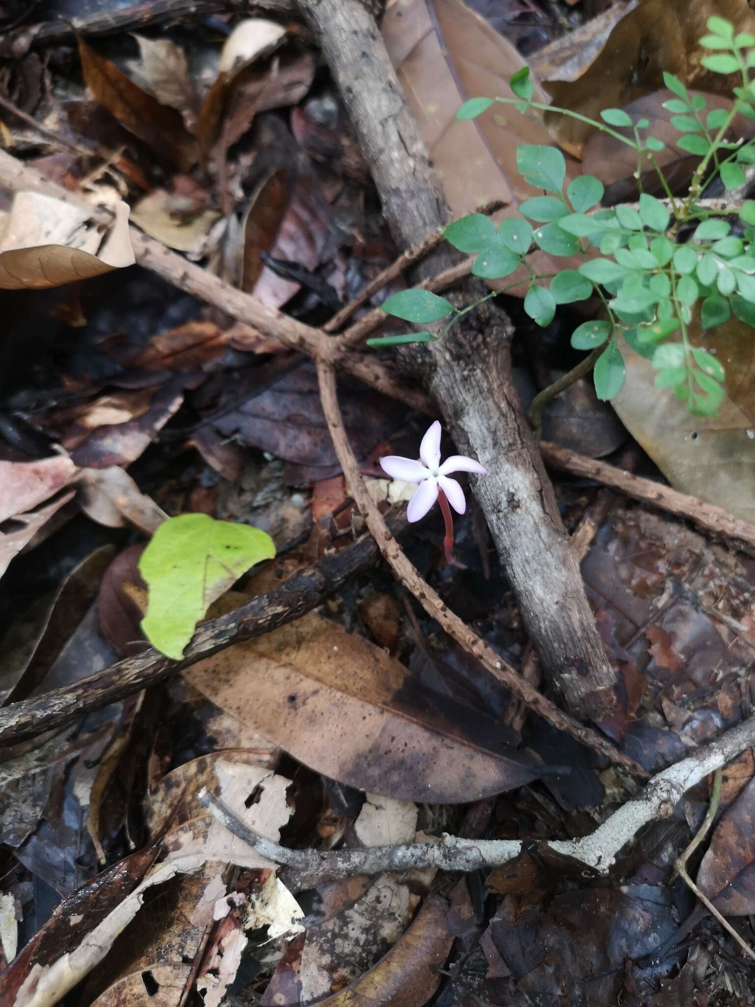 Image of Voyria rosea Aubl.