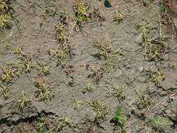 Image of Small-Flower Halfchaff Sedge