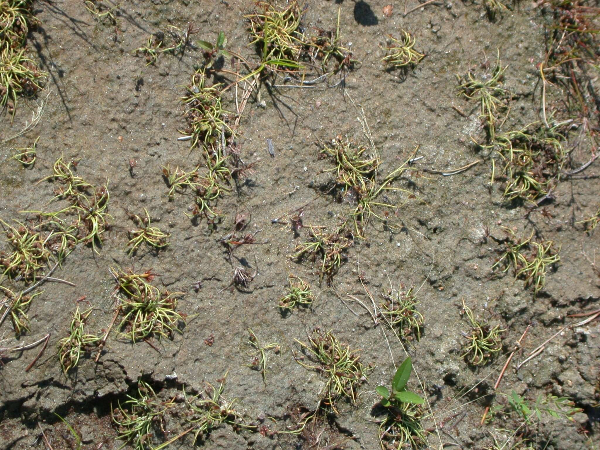 Image of Small-Flower Halfchaff Sedge