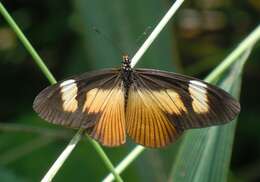 Image de Acraea jodutta Fabricius 1793