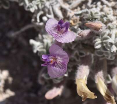 Image of Ash Meadows milkvetch