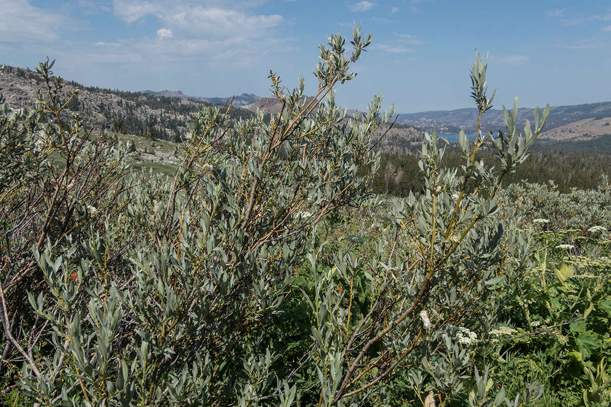 Plancia ëd Salix orestera C. K. Schneider