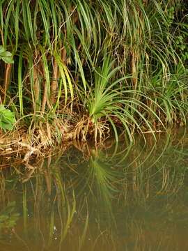 Image of Pandanus senegalensis H. St. John ex Huynh