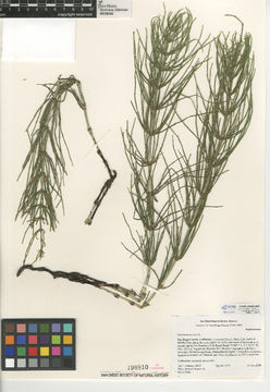 Image of field horsetail