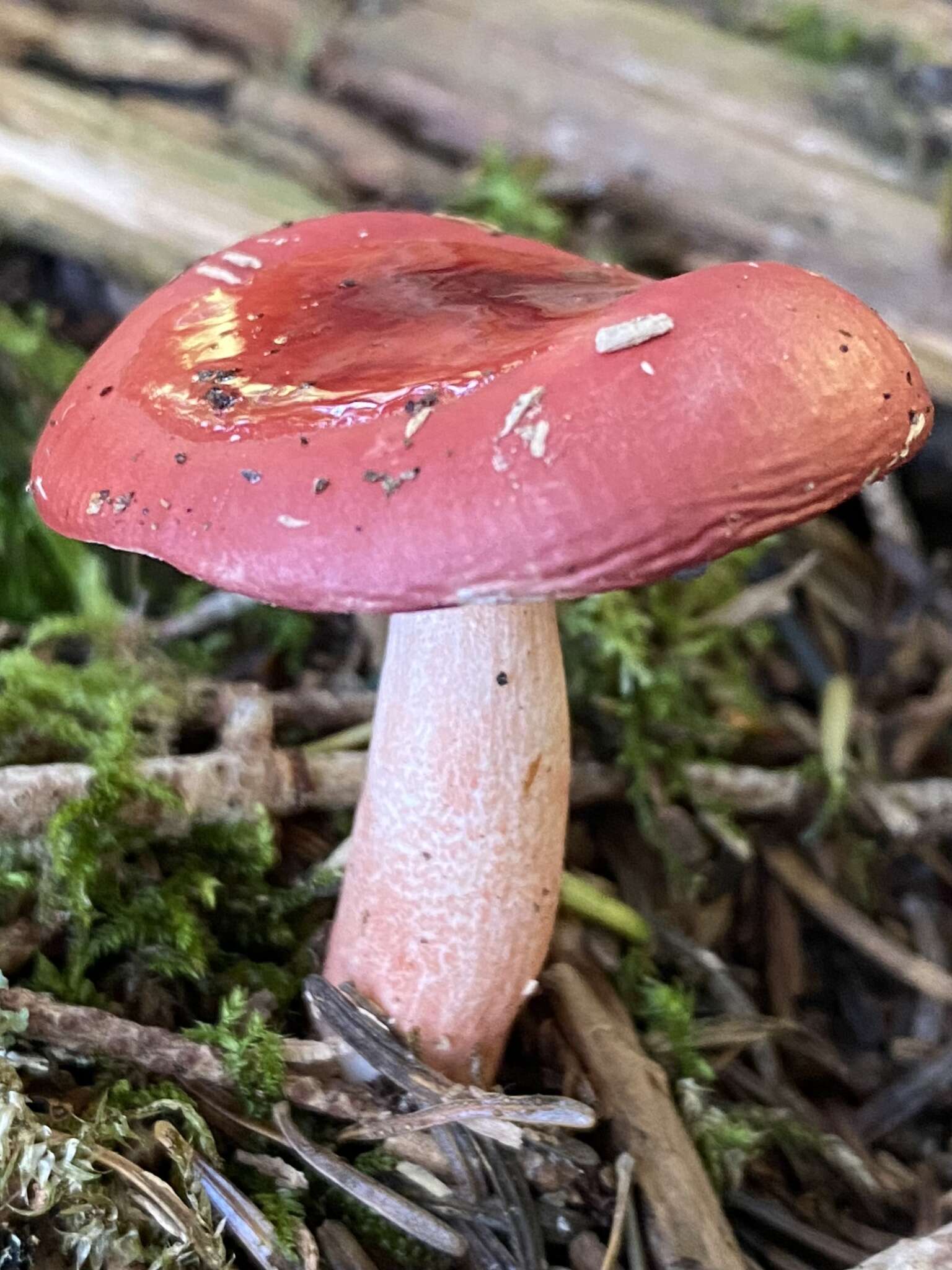 Image of Russula peckii Singer 1943