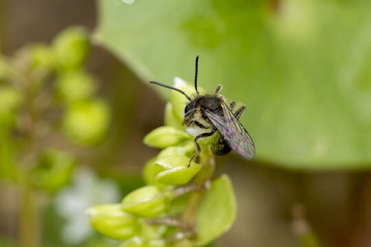 Image of Andrena anisochlora Cockerell 1936