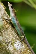 Image of Samoa Skink