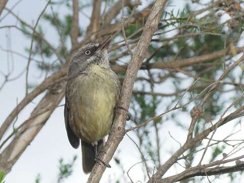 Слика од Sericornis humilis Gould 1838