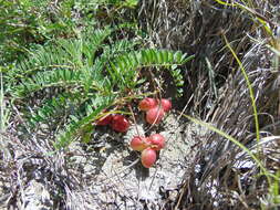 Sivun <i>Astragalus <i>crassicarpus</i></i> var. crassicarpus kuva