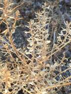 Image of shaggyfruit pepperweed