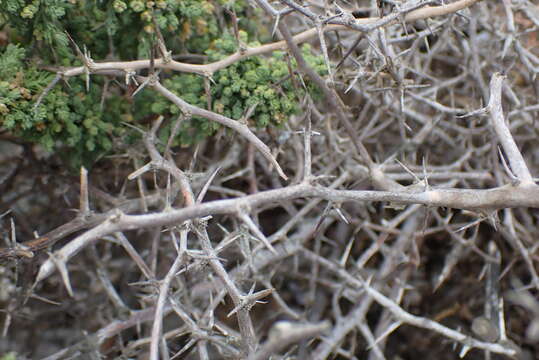 Image of Asparagus capensis var. litoralis Suess. & Karling