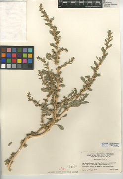 Image of prostrate pigweed