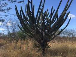 Imagem de Pilosocereus catingicola (Gürke) Byles & G. D. Rowley