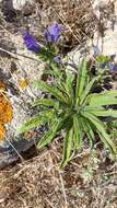 Plancia ëd Echium rosulatum subsp. davaei (Rouy) Coutinho