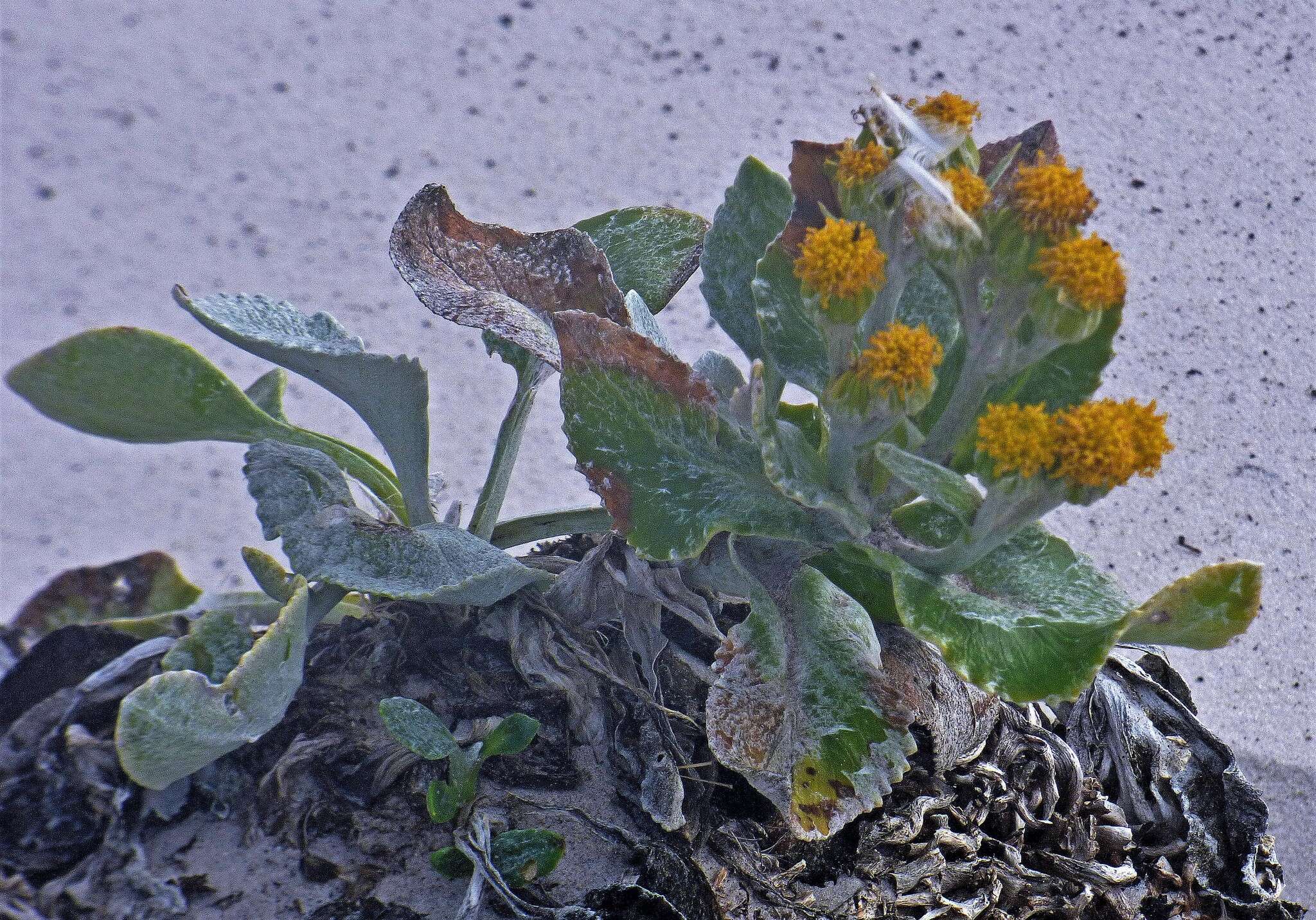 Plancia ëd Senecio candidans DC.