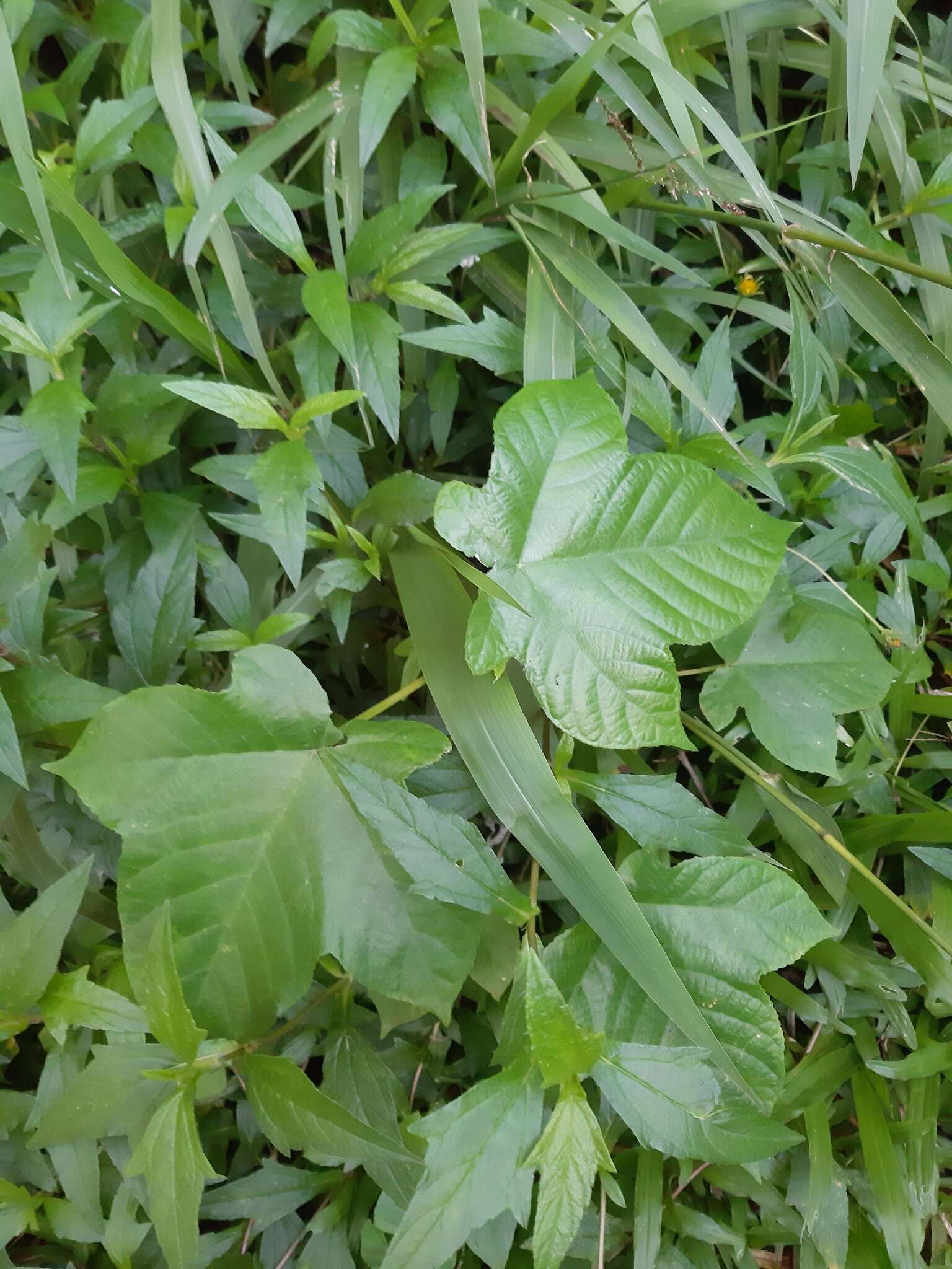 Image of Cecropia glaziovii Snethlage