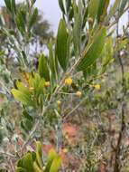 Image de Acacia melleodora Pedley