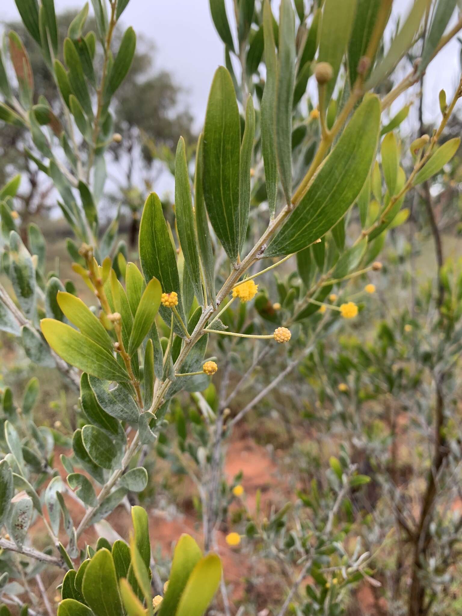 Image de Acacia melleodora Pedley