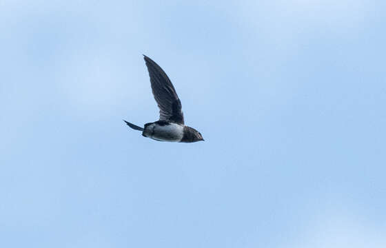Image of Short-tailed Spinetails