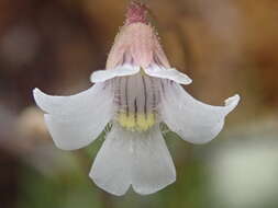 Image of Pinguicula antarctica Vahl