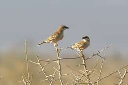 Image of Donaldson Smith's Sparrow-Weaver