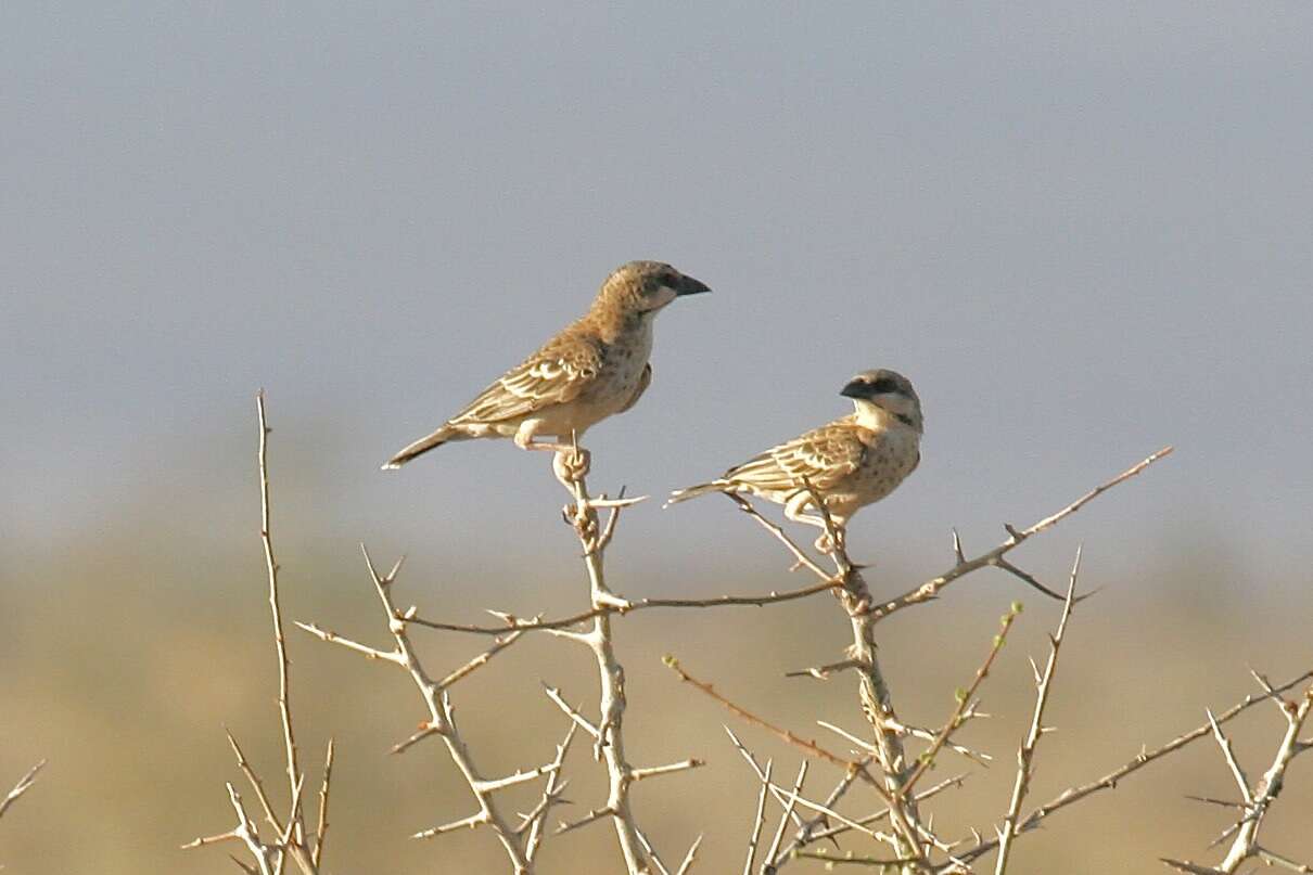 Image of Donaldson Smith's Sparrow-Weaver