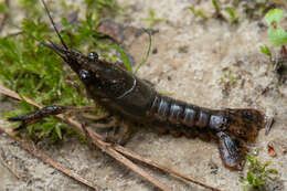 Image of <i>Procambarus</i> (<i>Pennides</i>) <i>vioscai paynei</i> Fitzpatrick 1990