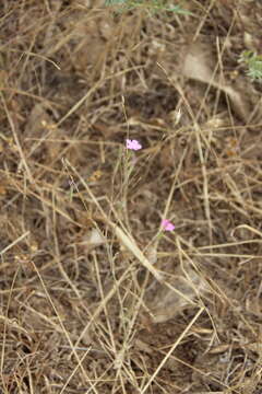 Image of Dianthus bicolor Adams