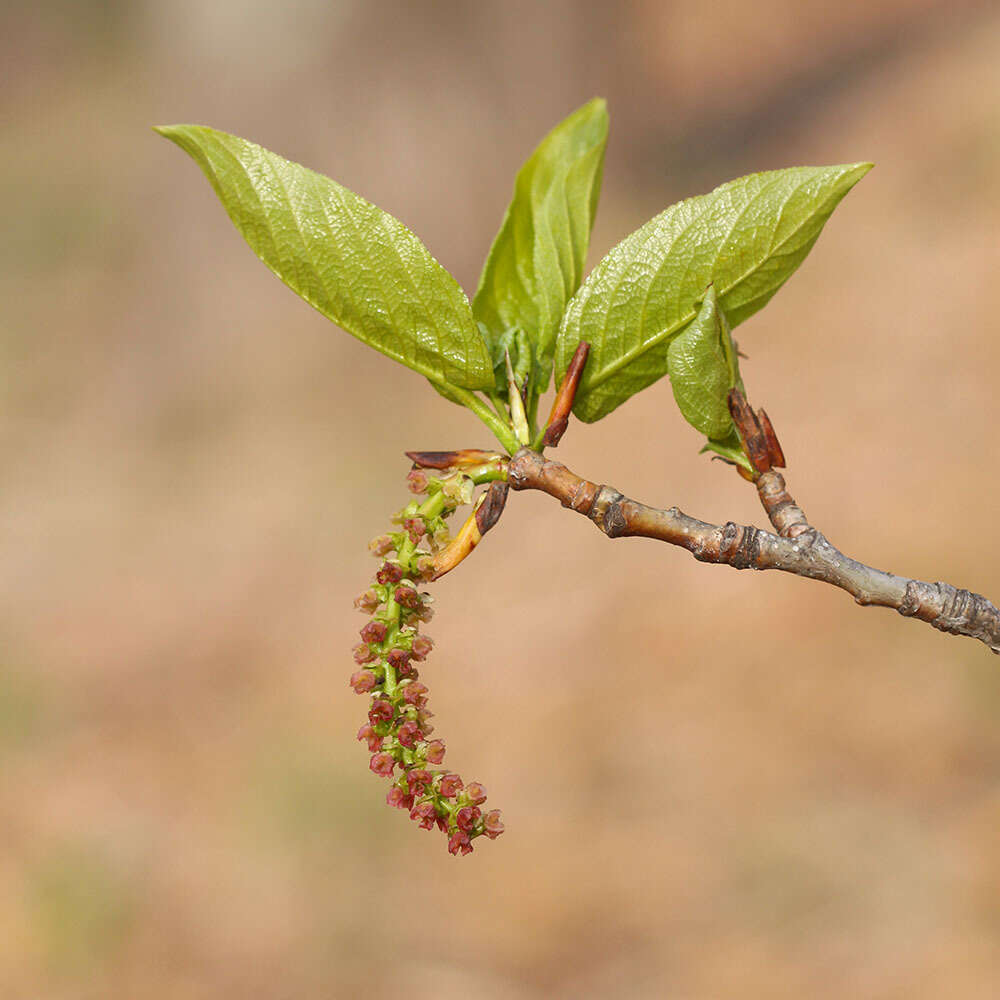 Image of Populus suaveolens Fisch.