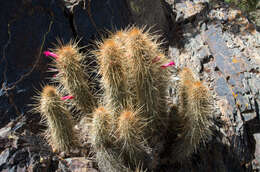 Imagem de Cleistocactus hyalacanthus subsp. tarijensis (Cárdenas) Mottram