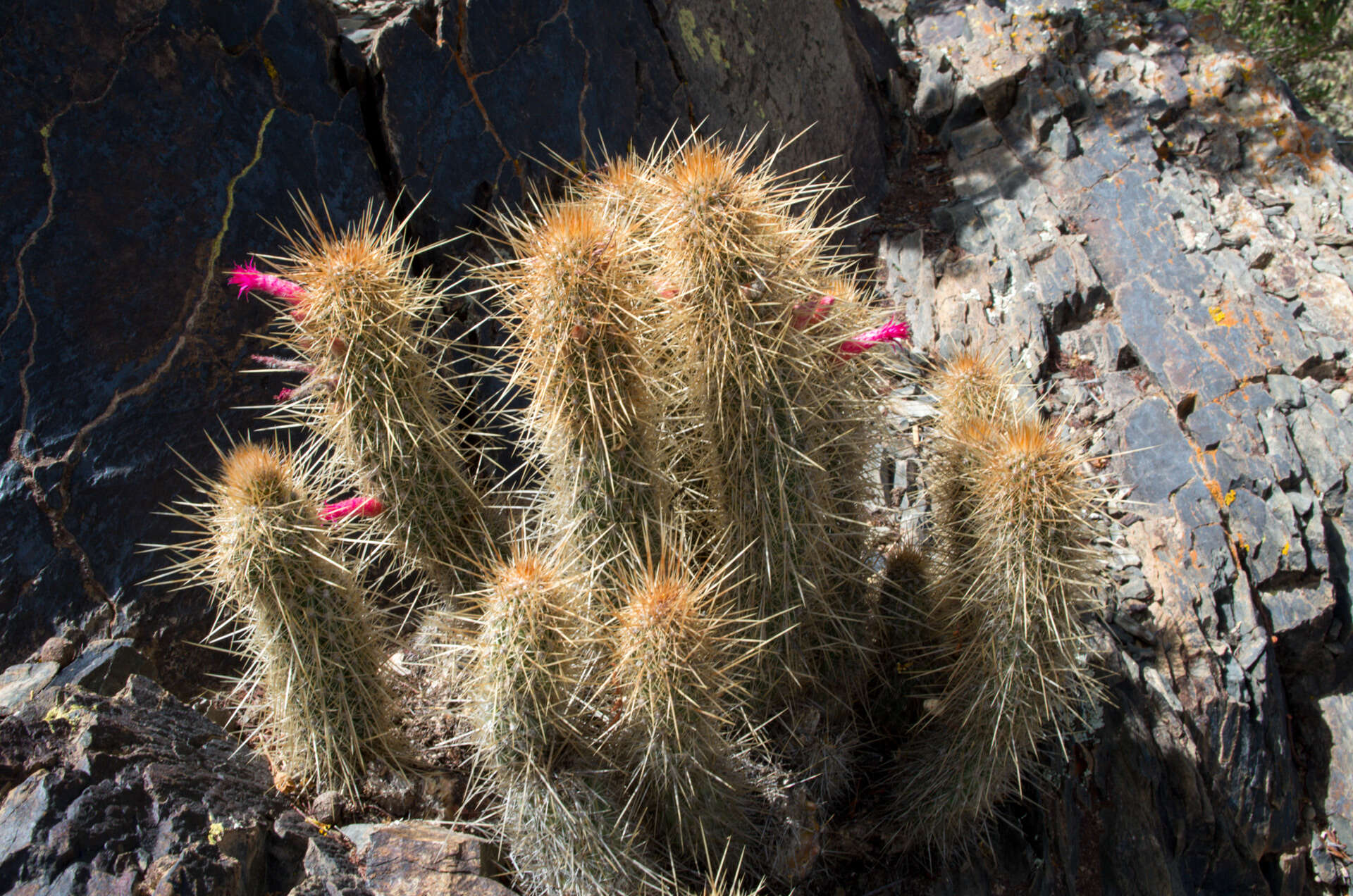 Image of Cleistocactus hyalacanthus subsp. tarijensis (Cárdenas) Mottram