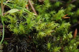 Image of racomitrium moss