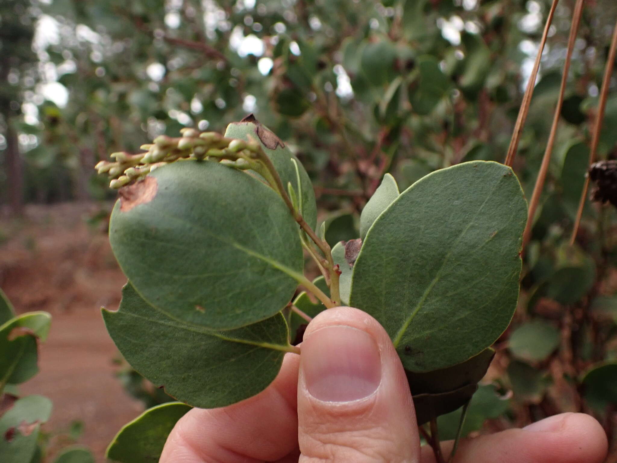 Sivun Arctostaphylos manzanita subsp. wieslanderi P. V. Wells kuva