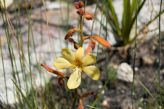 Image of Wachendorfia paniculata Burm.