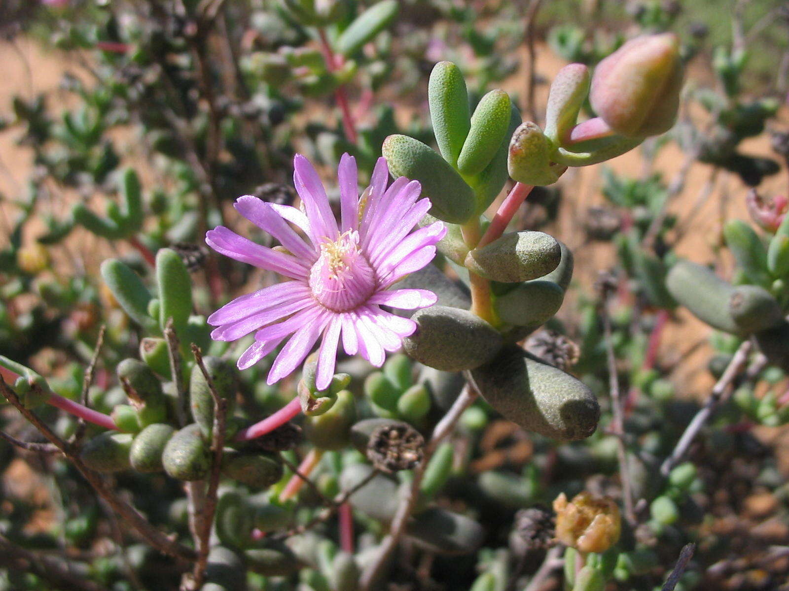 Leipoldtia uniflora L. Bol. resmi