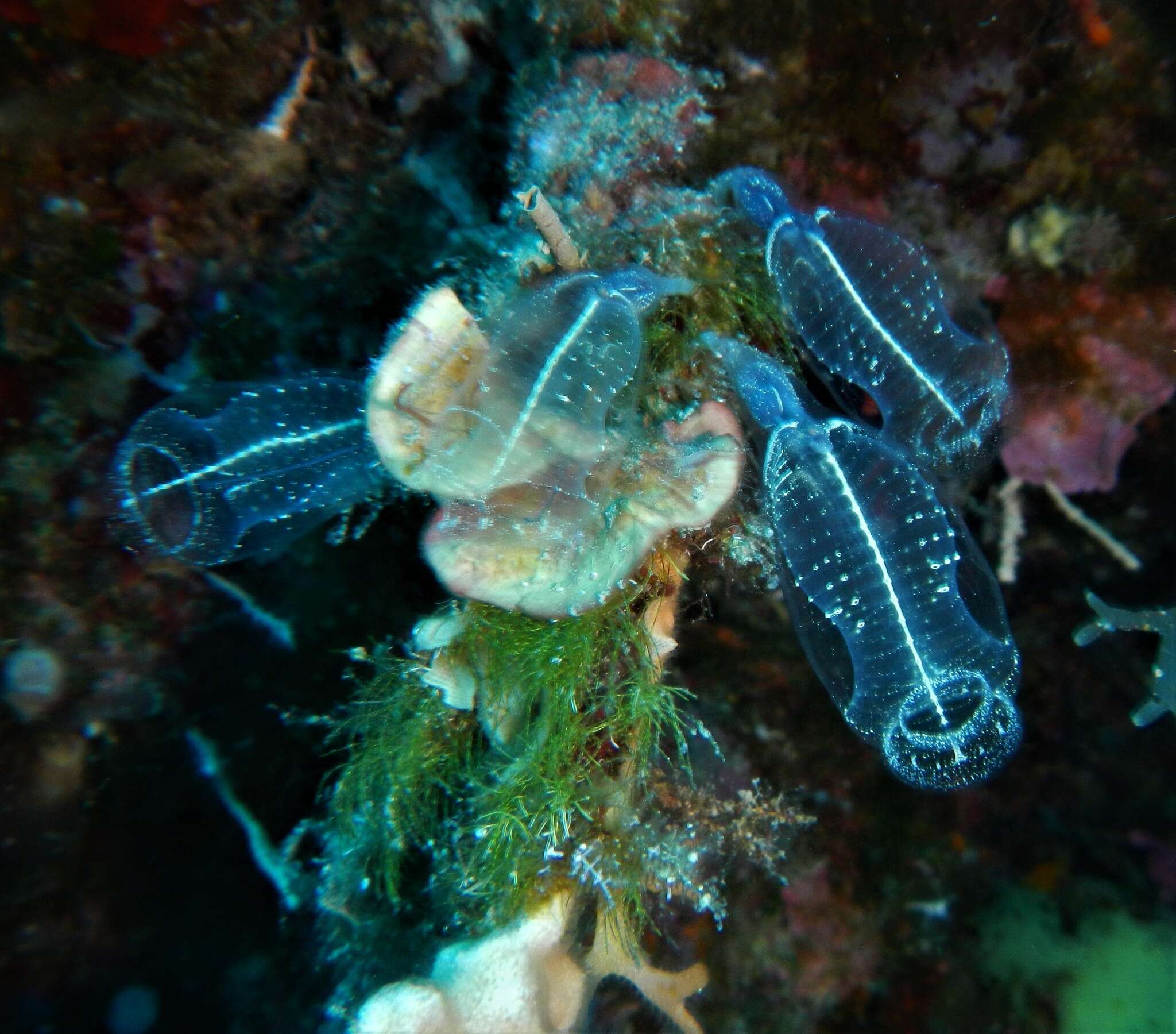 Image of bluestriped light bulb tunicate