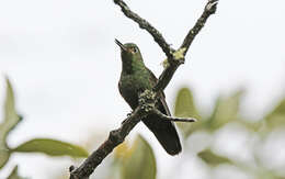 Image of Viridian Metaltail