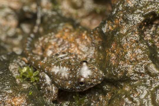 Image of Netravali Leaping Frog