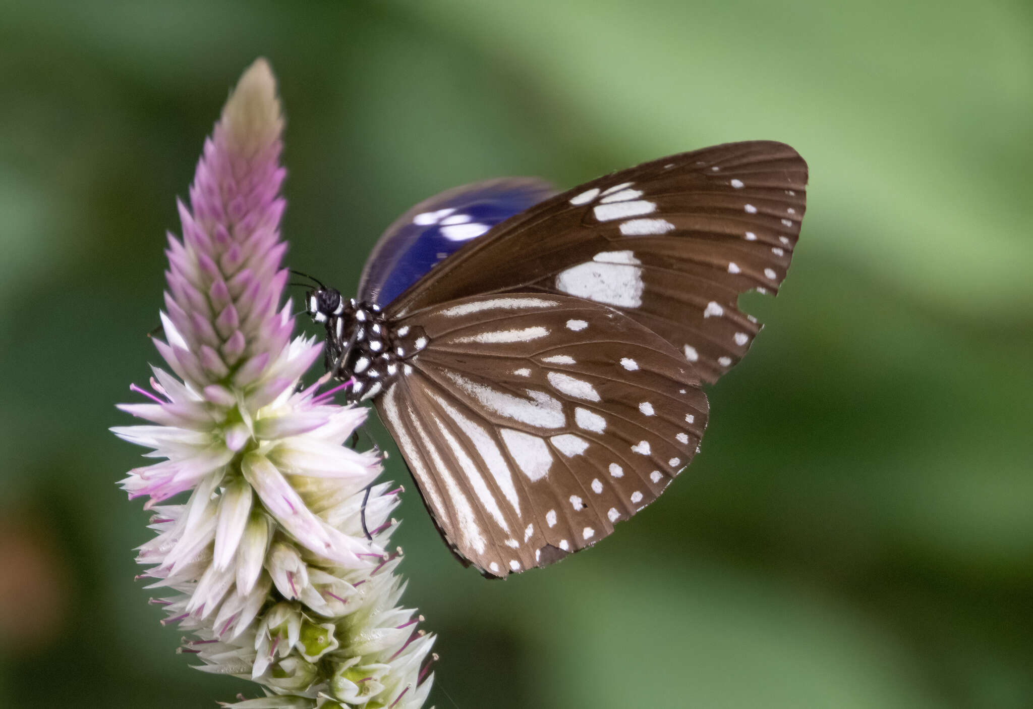 Euploea hewitsonii Felder & Felder 1865的图像