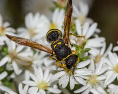 Image of Ancistrocerus catskill (de Saussure 1853)