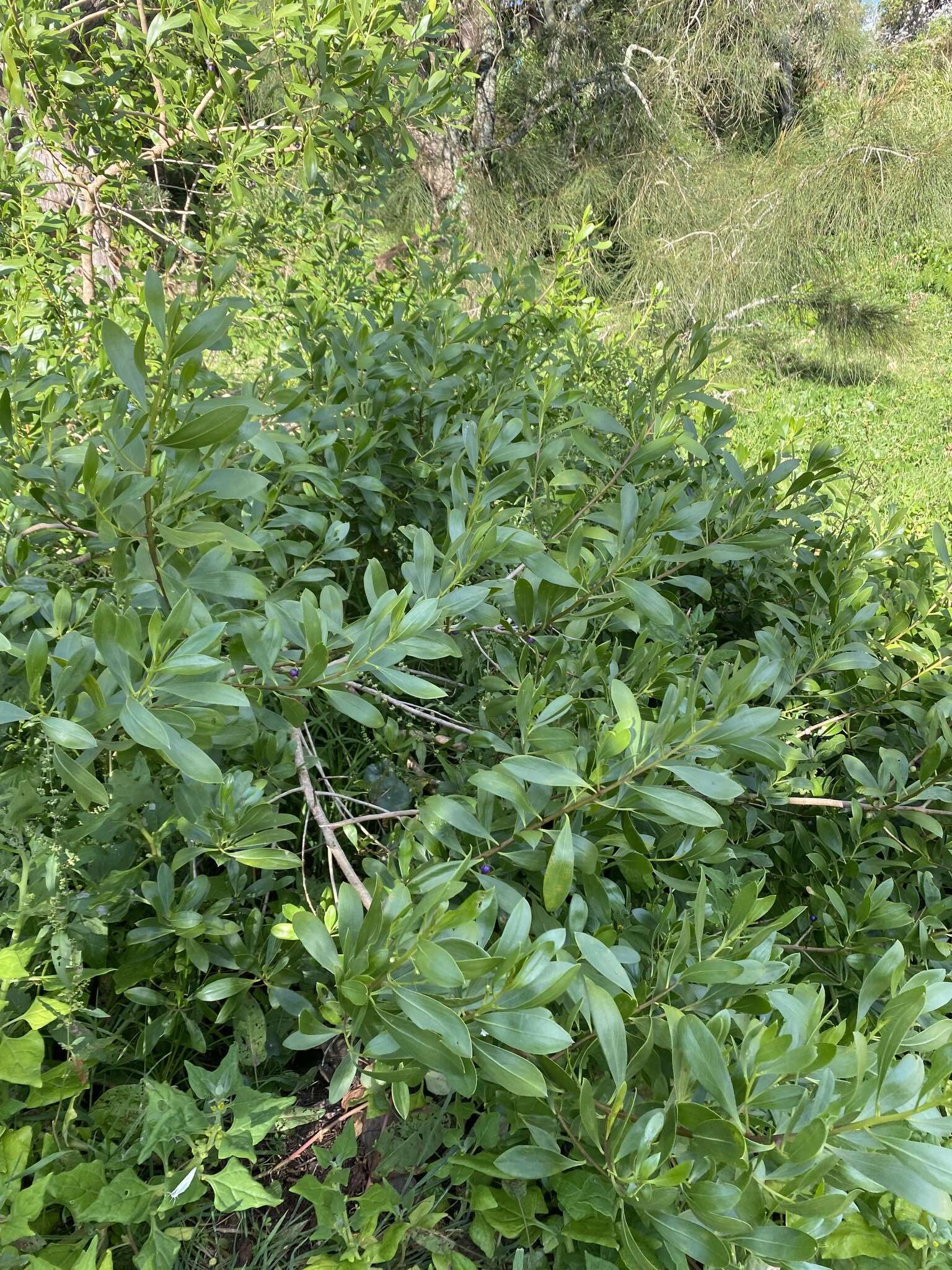 Myoporum boninense subsp. australe R. J. Chinnock resmi