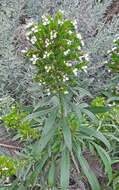 Image of Echium giganteum L. fil.