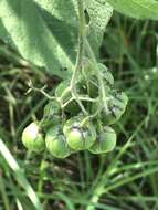 Imagem de Solanum bulbocastanum Dun.