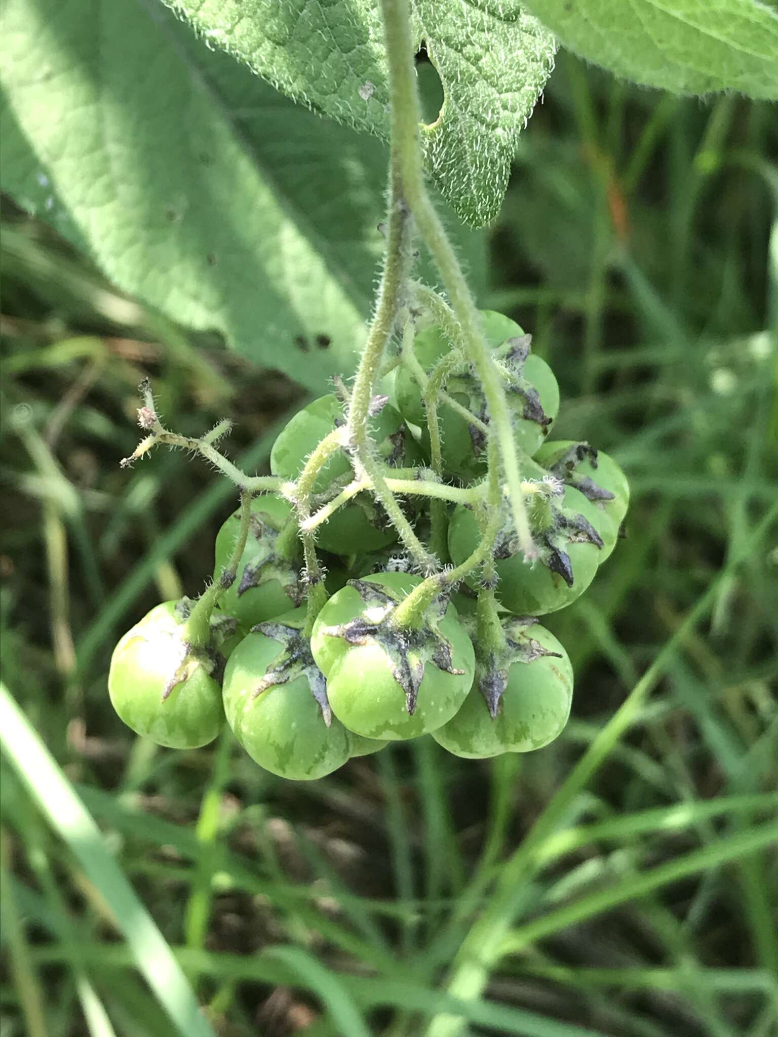 Image of ornamental nightshade