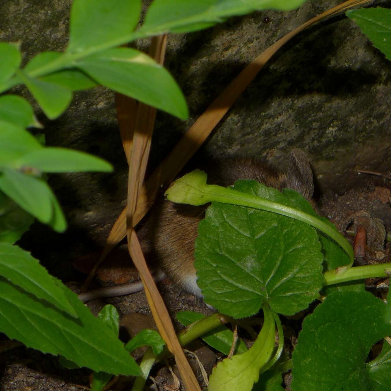 Image of Yellow-necked Field Mouse