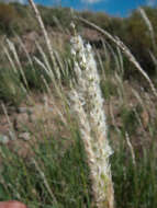 Image of Arizona cottontop