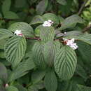 Image of Viburnum × bodnantense Aberc. ex Stearn
