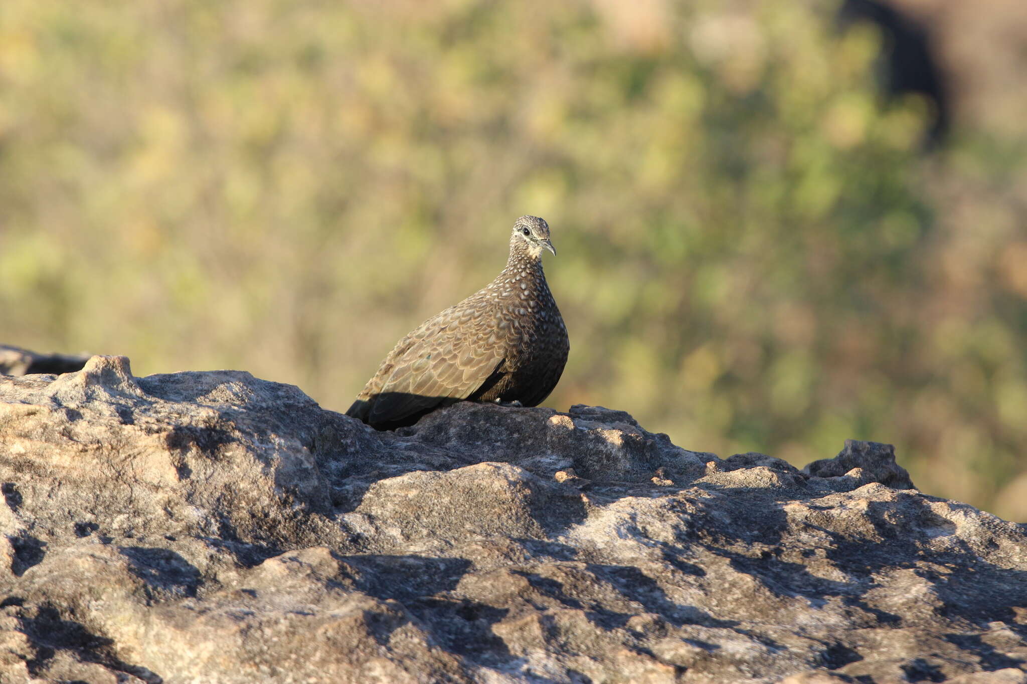 Image of Chestnut-quilled Rock Pigeon